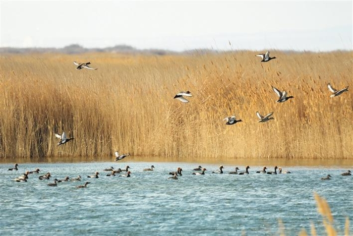 以抓好中央生态环境保护督察反馈问题整改为契机兵团解决突出环境问题推进生态文明建设