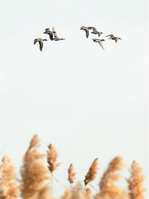 兵团自然保护地成为野生动物“栖居乐土”