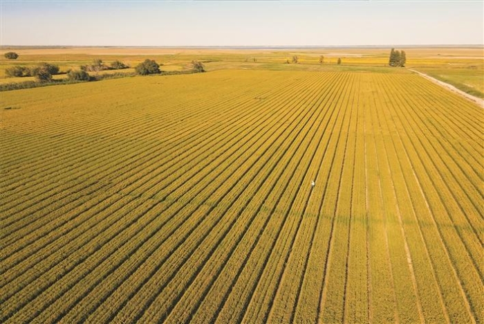 五年节水量超过一个太湖—— 节水优先，兵团这样“精打细算”