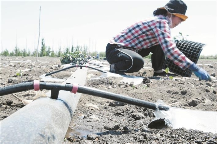 五年节水量超过一个太湖—— 节水优先，兵团这样“精打细算”