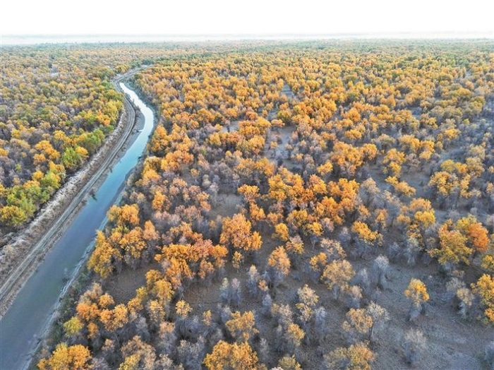 金秋，来兵团赴一场胡杨之约