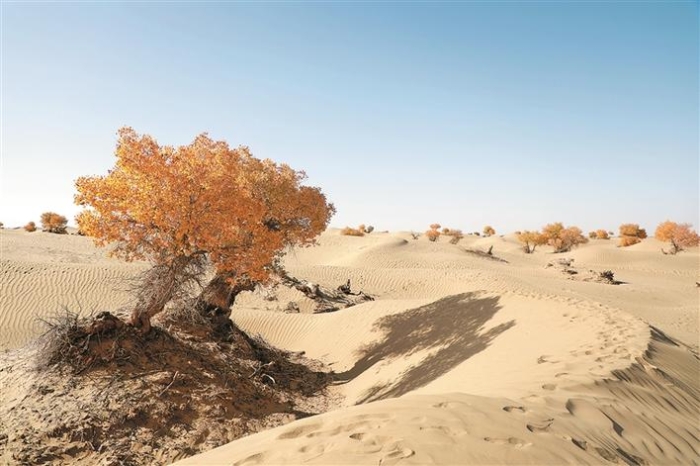 金秋，来兵团赴一场胡杨之约