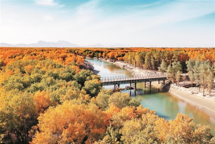 金秋，来兵团赴一场胡杨之约