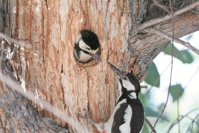 美丽兵团“长”啥样 ——《关于全面推进美丽兵团建设的实施意见》解读